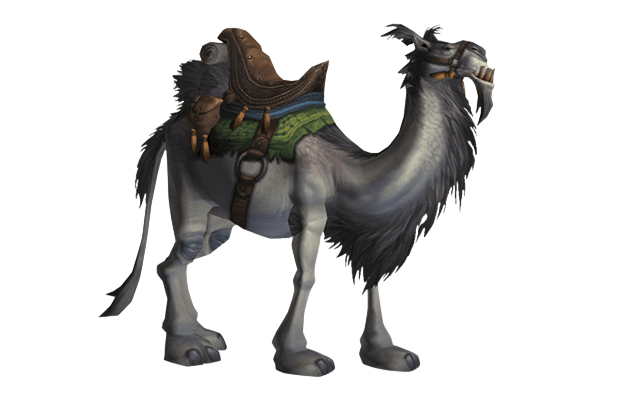 White Riding Camel